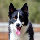 Satisfied pet owner testimonial